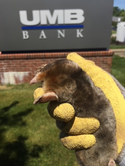 Caught Mole